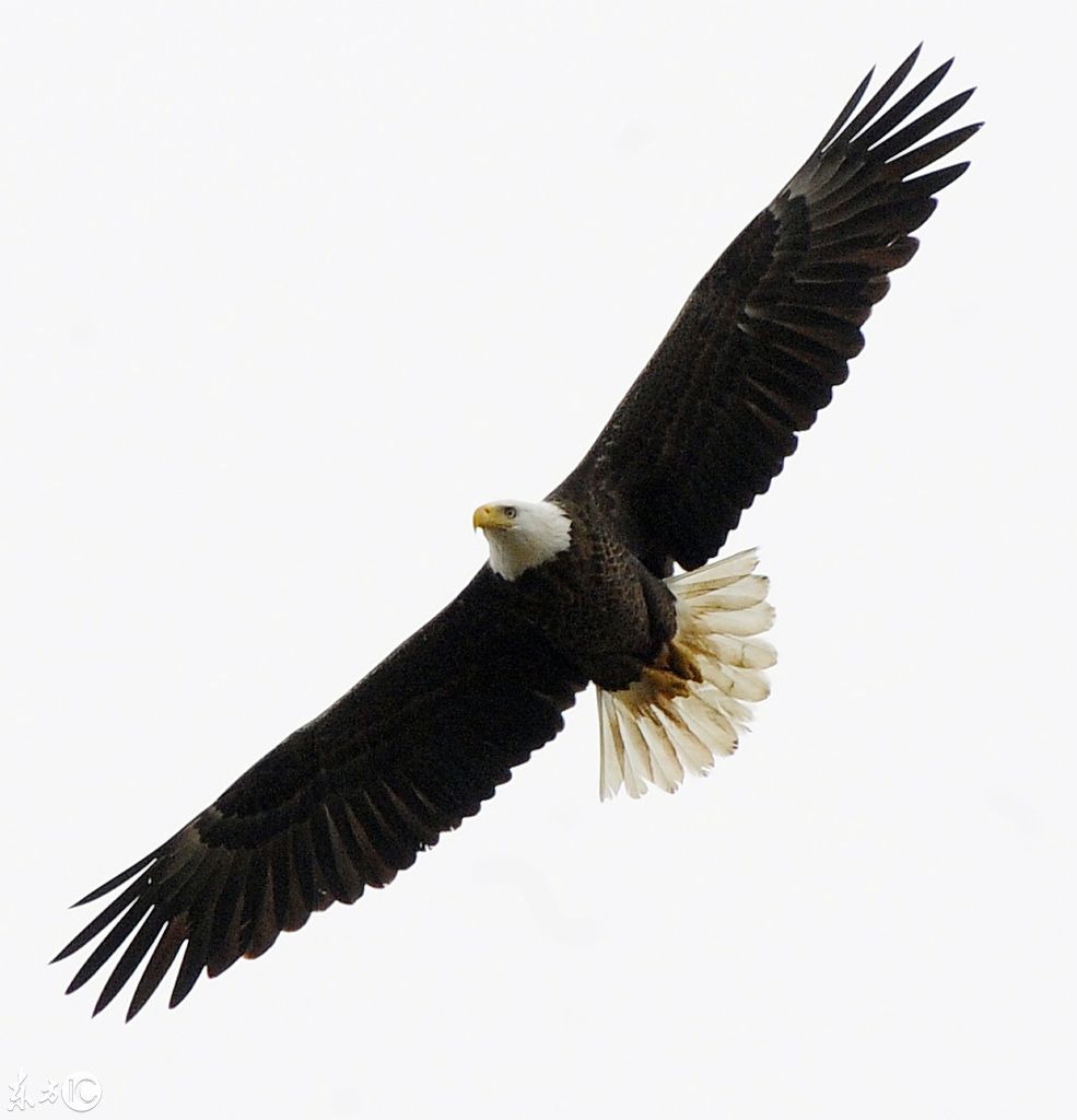 鸟类摄影欣赏:美国国鸟,威猛霸气的白头海雕