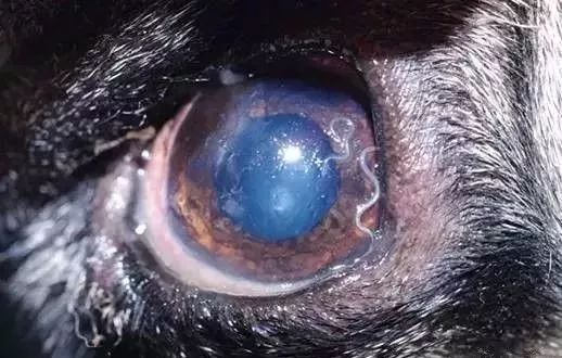 今天主要要介绍的是狗狗眼睛里的寄生虫它有两个名字,分别是吮吸线虫