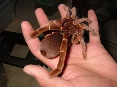 这也太可怕了!澳洲小哥工作时发现,一只巨型蜘蛛爬在自己的肩上.