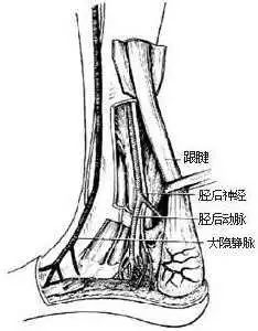 就是脚踝后面,俗称"脚筋"的东西