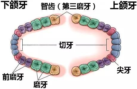 和大家聊一聊健康牙齿的重要性