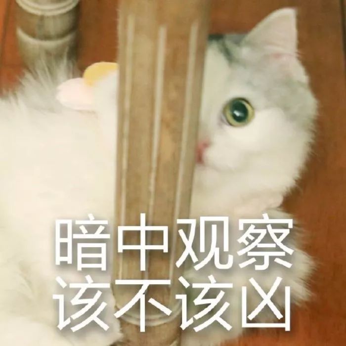 两个凶表情两只企鹅猜成语_两只企鹅采访的表情包