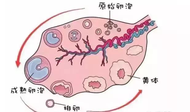 什么样的卵泡才是好卵泡|优势卵泡