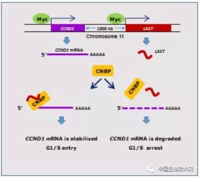 last调控ccnd1 mrna稳定性的示意图