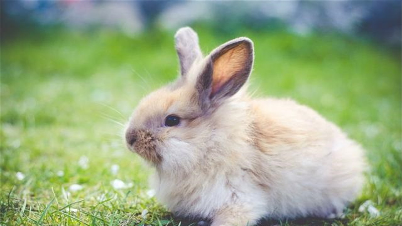 兔子抱胡萝卜猜成语_简笔画兔子抱胡萝卜(3)