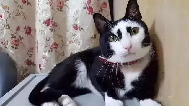 你见过猫咪身上什么特别的花纹吗？