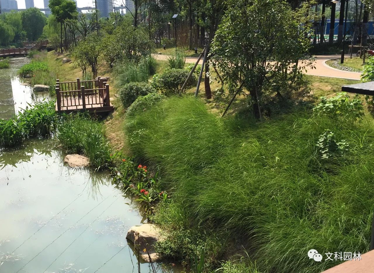 【海绵城市与园林景观】植被缓冲带