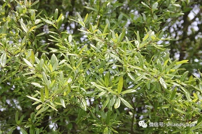 沼生栎(quercus palustris)壳斗科栎属,落叶乔木,高达24米,枝条细长