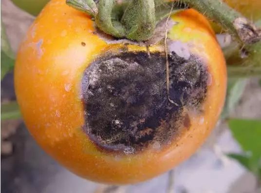 病害大合集番茄各种病害分析高清图
