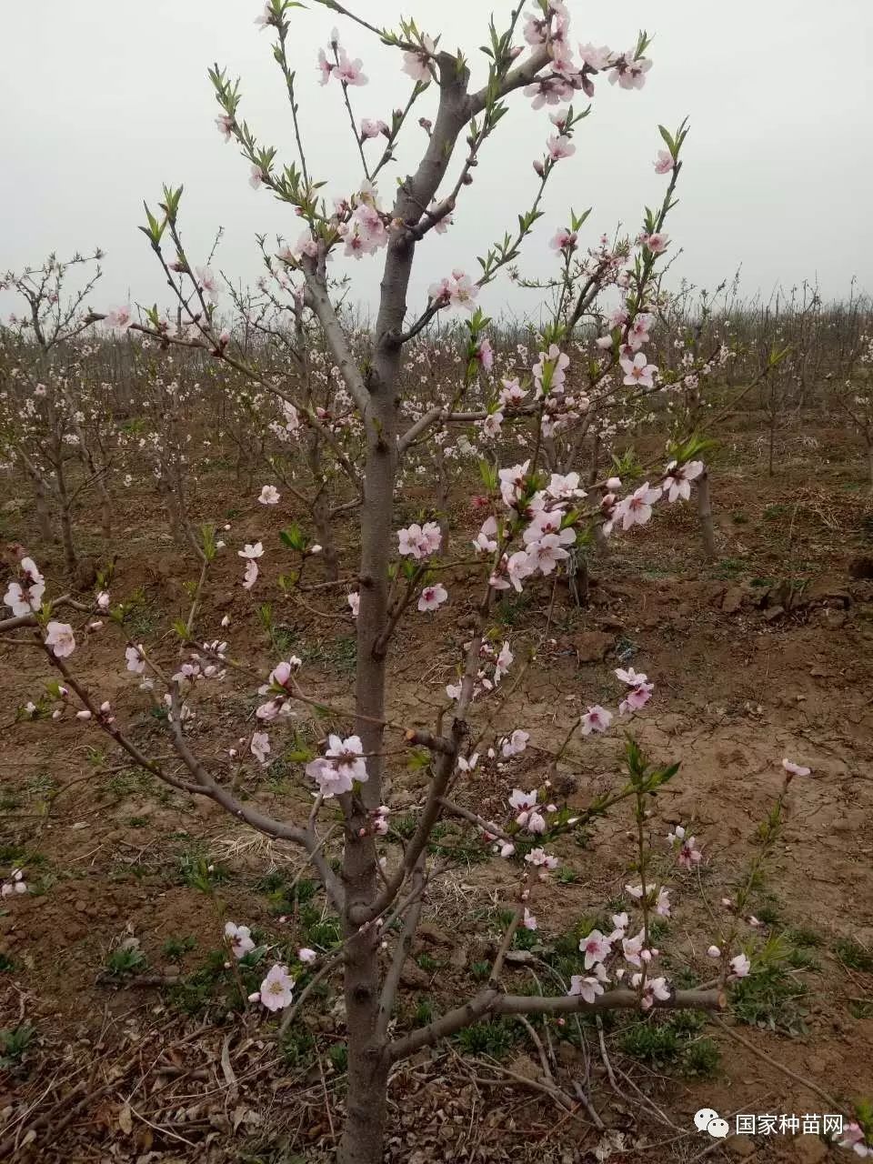 金琥珀芒果味油蟠桃树开花了