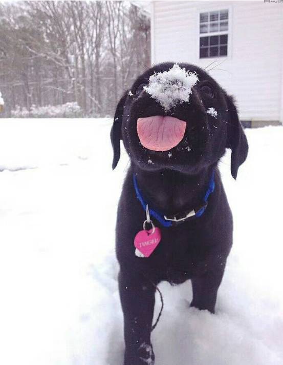 笔雪炉猜成语_雪之下雪乃(2)