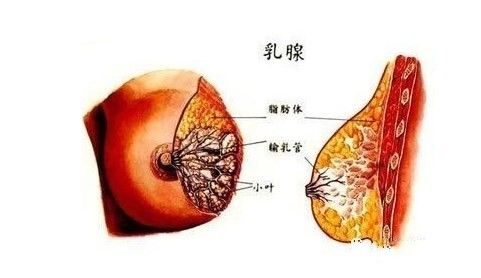 乳房出现青筋是什么原因呢