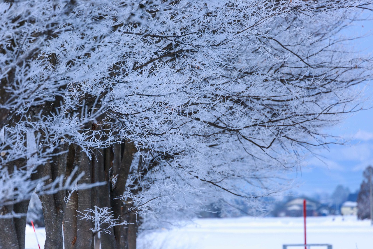 如果说平日的北海道只是日本的乡村田园风的话,那么到了冬天,飘起雪后