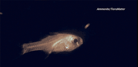 科普:会发光的深海鱼,是靠什么来发光的?