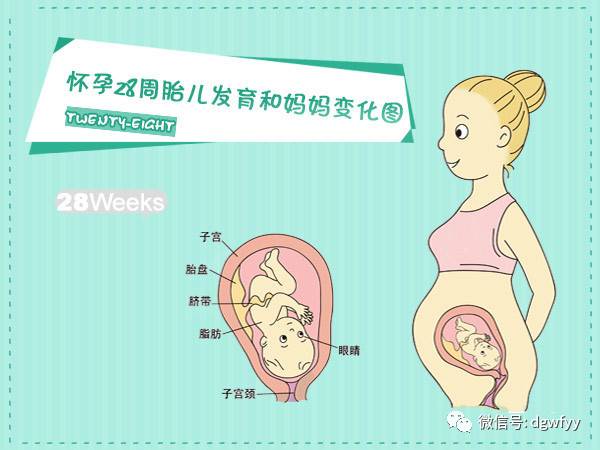 胎儿发育:胎长35cm,胎重1150g,几乎快占满整个子宫了.