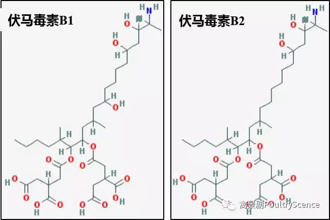 蛋鸡养殖 | 霉菌毒素对蛋鸡产蛋性能的影响