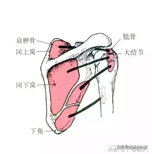 部位:肩胛骨肩胛下窝内. 起点:肩胛下窝. 止点:肱骨小结 .