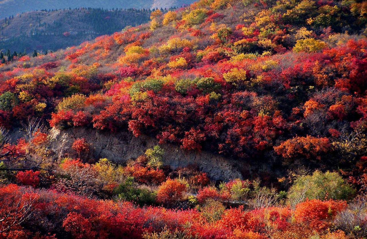 #秋天的红叶# - 中国摄影出版传媒有限责任公司