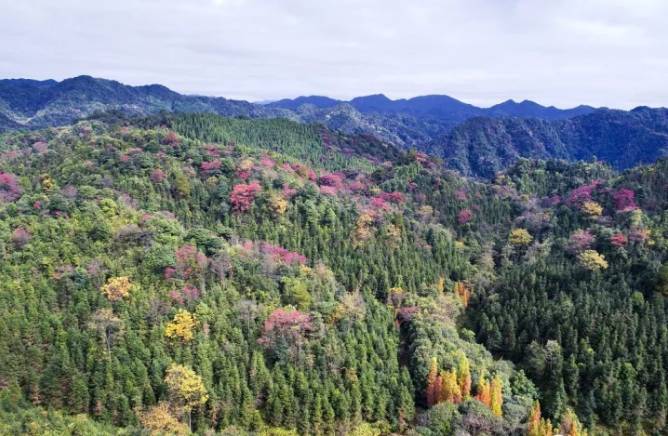 广东天井山国家森林公园位于粤北乳源的西北部,是省内最大面积的原始