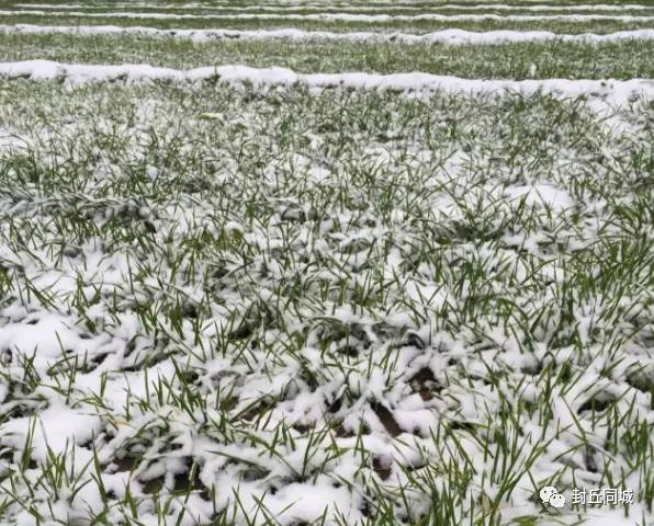 茁长成长的麦苗儿绿色的田野@雪景中的乡村麦田景色更如一幅画虽说雪