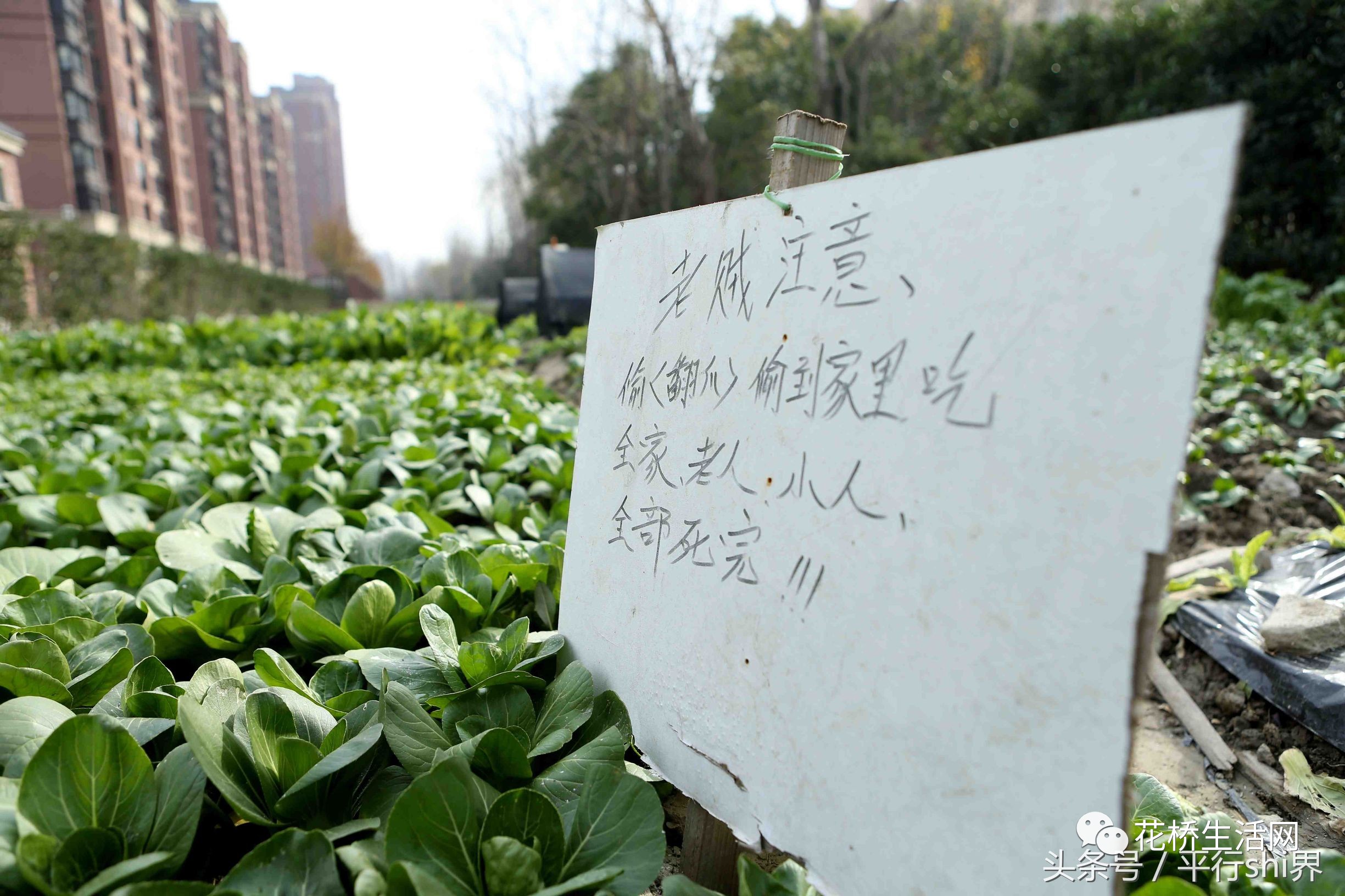 【什么情况】花桥惊现"最恶毒"偷菜警示牌