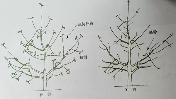 【冬剪】苹果树"傻瓜"修剪法—自由纺锤树形!