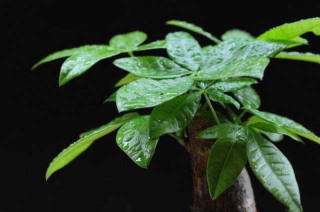 10种植物个个堪比 空气加湿器 家里摆一盆整个冬天都不干燥