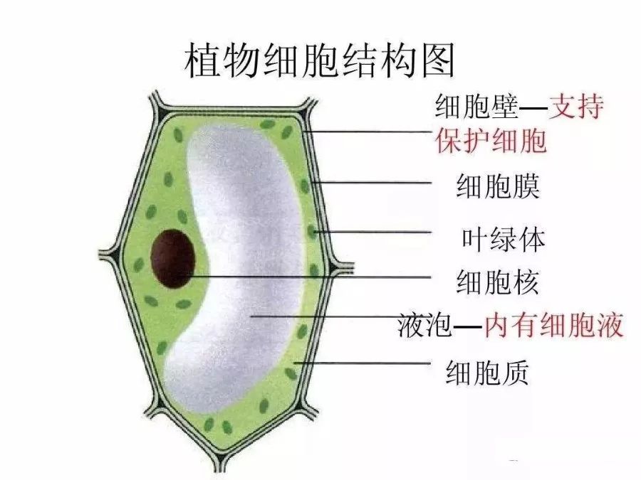 叶绿体是绿色植物能进行光合作用的细胞含有的细胞器,是植物细胞的"