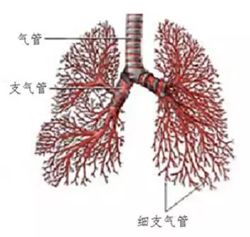 接下来我们再看看下呼吸道的解剖图,简单了解一下气管在哪里,支气管在