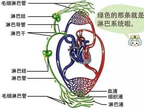 首先,我们说说什么是淋巴系统吧: 淋巴系统是脉管系的一组成部分,由