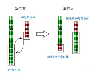 染色体平衡易位又称为相互易位(reciprocal translocation,是指人体