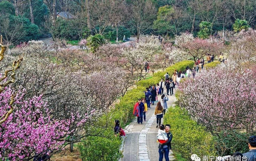 聚焦宾阳 | 本月末宾阳县陈平镇将邀您登山看梅花!