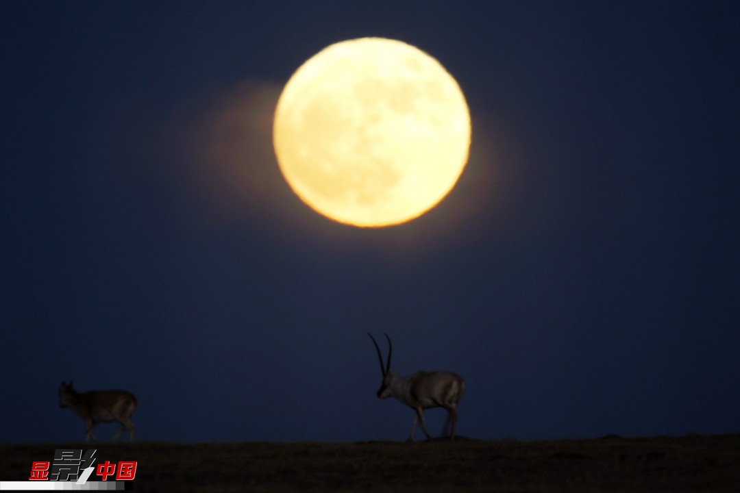 明亮月光下,两只藏羚羊在可可西里的草原上行走.新华网发 更尕索南摄