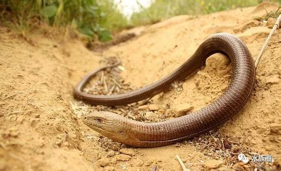 该种是蛇蜥科最大的物种,全可达1.3米.移动方式和蛇类有所不同.