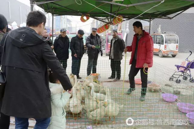 厉害了!单县十月会"套鹅 日入近2000,我要去摆摊"套鸡!