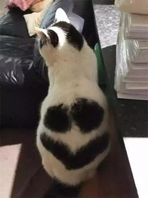 你见过猫咪身上什么特别的花纹吗？
