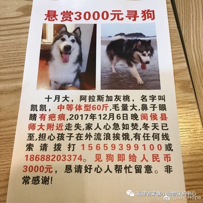 代发寻狗启示#悬赏3000元寻狗!