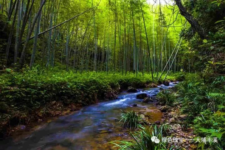 大埔丰溪林场总人口是多少_大埔县丰溪林场图片