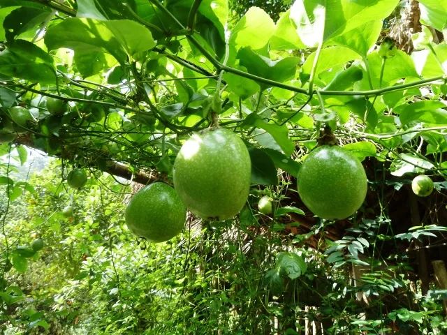 养生美颜新宠西番莲