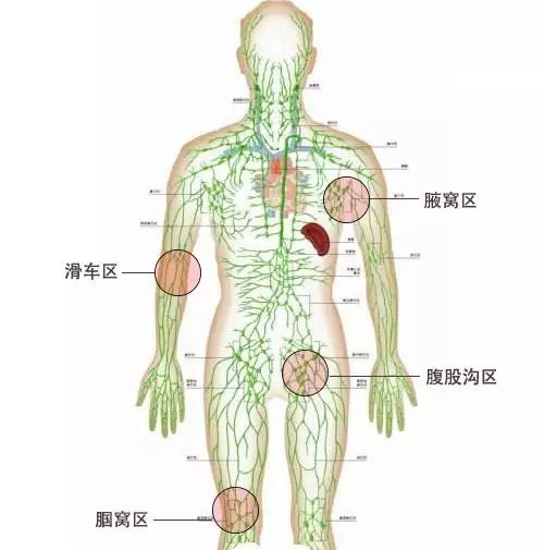 下肢淋巴结的检查顺序是:腹股沟区,腘窝区.