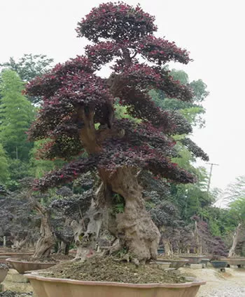 红花檵木盆景的鉴赏与制作管理