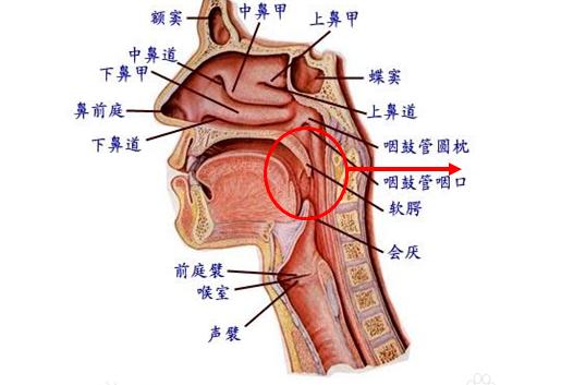 宝宝说话鼻音重，这个最可能的原因最容易被忽视