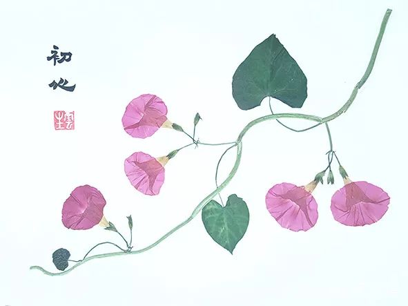 是毛云中先生多年来制作的植物标本画精品,品种多样,制作精美