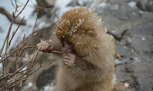 下雪了,小猴子在雪地里撒欢