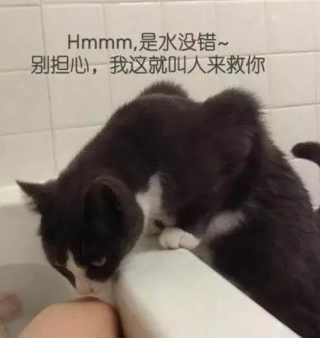 猫看见主人洗澡为什么总是守着门口叫个不停？