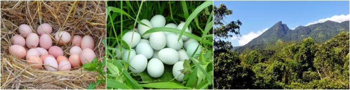 琼中山鸡蛋/绿壳鸡蛋