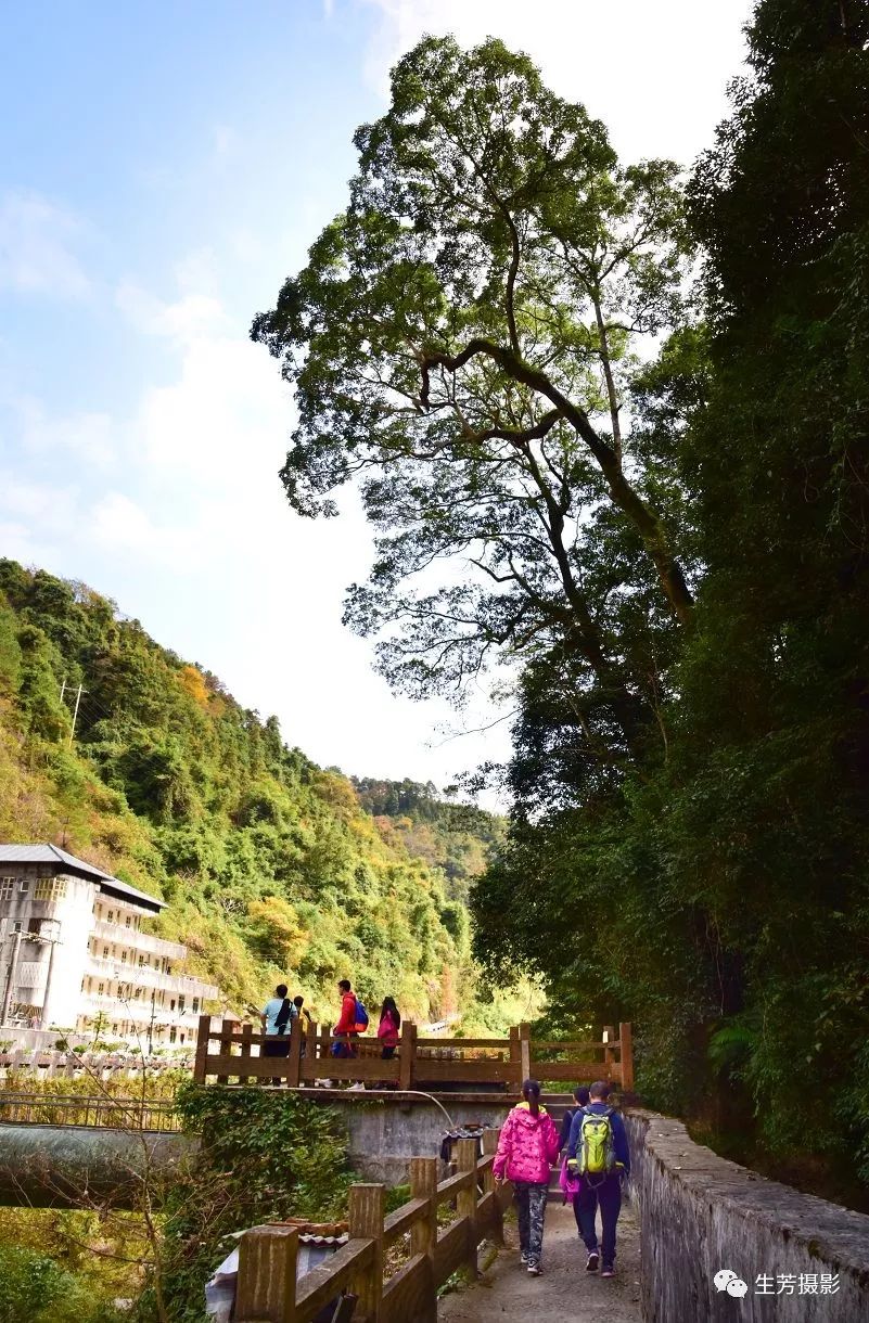 漫步天井山国家森林公园偶遇落羽衫林