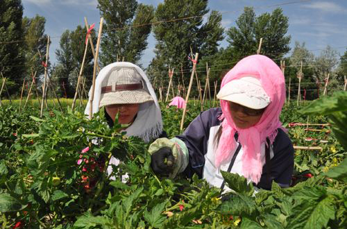 由此,一般市面上的番茄均采用人工激素授粉.