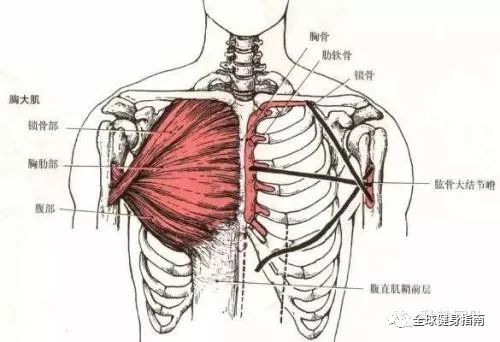 胸肌增长的最佳动作,没有之一!