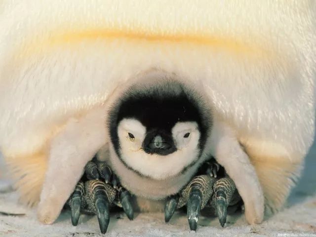 但是 对于还是小宝宝们的企鹅来说 钻进爸爸的育儿袋里 才是最最最